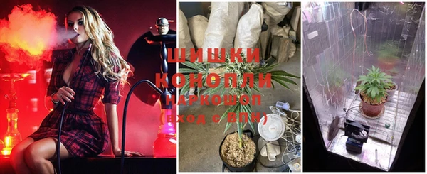 стаф Осинники